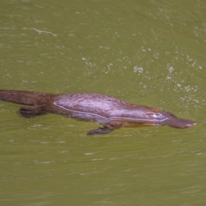 Ornithorhynchus anatinus at Broken River, QLD - 26 Jul 2024 11:08 AM