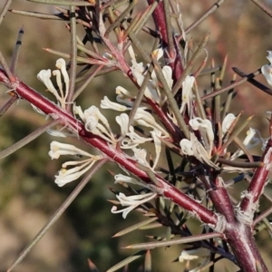 Hakea decurrens subsp. decurrens at Gundary, NSW - 3 Sep 2024