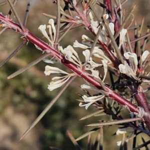 Hakea decurrens subsp. decurrens at Gundary, NSW - 3 Sep 2024