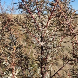 Hakea decurrens subsp. decurrens at Gundary, NSW - 3 Sep 2024 04:24 PM