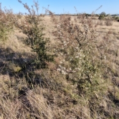 Hakea decurrens subsp. decurrens at Gundary, NSW - 3 Sep 2024