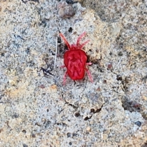 Trombidiidae (family) at Gundary, NSW - 3 Sep 2024