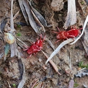 Trombidiidae (family) at Gundary, NSW - 3 Sep 2024