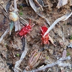 Trombidiidae (family) at Gundary, NSW - 3 Sep 2024