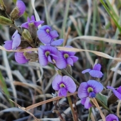 Hovea heterophylla (Common Hovea) at Gundary, NSW - 3 Sep 2024 by trevorpreston