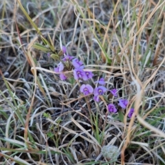 Hovea heterophylla at Gundary, NSW - 3 Sep 2024