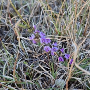 Hovea heterophylla at Gundary, NSW - 3 Sep 2024