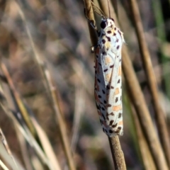 Utetheisa pulchelloides (Heliotrope Moth) at Gundary, NSW - 3 Sep 2024 by trevorpreston