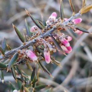 Lissanthe strigosa subsp. subulata at Gundary, NSW - 3 Sep 2024