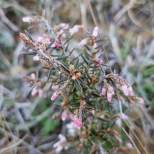 Lissanthe strigosa subsp. subulata at Gundary, NSW - 3 Sep 2024