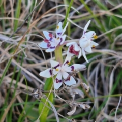 Wurmbea dioica subsp. dioica (Early Nancy) at Gundary, NSW - 3 Sep 2024 by trevorpreston