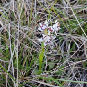 Wurmbea dioica subsp. dioica at Gundary, NSW - 3 Sep 2024 04:18 PM