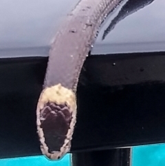 Cacophis harriettae (White-crowned Snake) at Bundaberg North, QLD - 2 Jul 2024 by Petesteamer