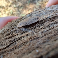 Unidentified Cockroach (Blattodea, several families) at Rangeville, QLD - 2 Sep 2024 by LyndalT