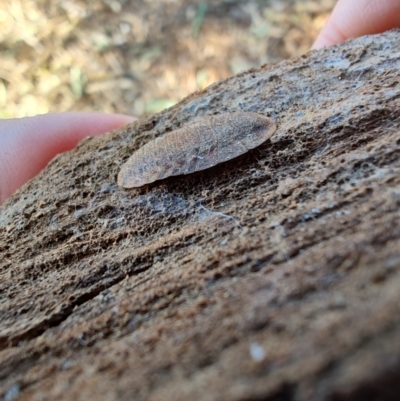 Unidentified Cockroach (Blattodea, several families) at Rangeville, QLD - 2 Sep 2024 by LyndalT