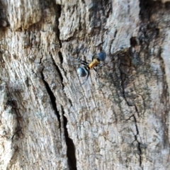 Polyrhachis ornata at Rangeville, QLD - 3 Sep 2024 09:13 AM