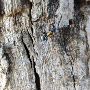 Polyrhachis ornata at Rangeville, QLD - 3 Sep 2024 09:13 AM