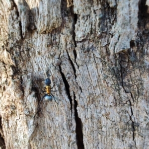 Polyrhachis ornata at Rangeville, QLD - 3 Sep 2024 09:13 AM