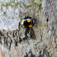 Paropsisterna beata at Rangeville, QLD - 2 Sep 2024 by LyndalT