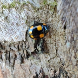 Paropsisterna beata at Rangeville, QLD - 3 Sep 2024