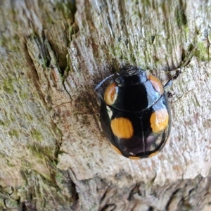 Paropsisterna beata at Rangeville, QLD - 3 Sep 2024