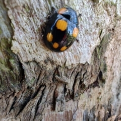 Paropsisterna beata at Rangeville, QLD - 3 Sep 2024