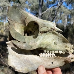 Sus scrofa (Feral Pig) at Bruce, ACT - 3 Sep 2024 by SteveBorkowskis
