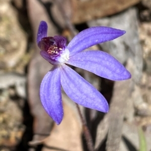 Cyanicula caerulea at Bruce, ACT - 3 Sep 2024