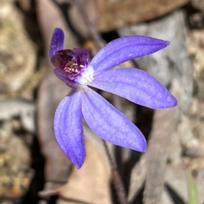 Cyanicula caerulea (Blue Fingers, Blue Fairies) at Bruce, ACT - 3 Sep 2024 by SteveBorkowskis