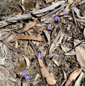 Cyanicula caerulea at Bruce, ACT - 3 Sep 2024