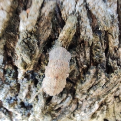 Ledromorpha planirostris (A leafhopper) at Rangeville, QLD - 3 Sep 2024 by LyndalT