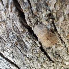 Ledromorpha planirostris at Rangeville, QLD - 3 Sep 2024 09:15 AM