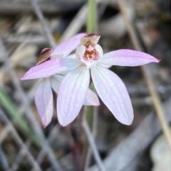 Caladenia fuscata (Dusky Fingers) at Bruce, ACT - 3 Sep 2024 by SteveBorkowskis