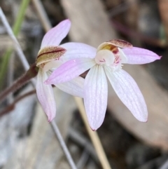 Caladenia fuscata at Bruce, ACT - suppressed