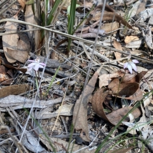 Caladenia fuscata at Bruce, ACT - suppressed