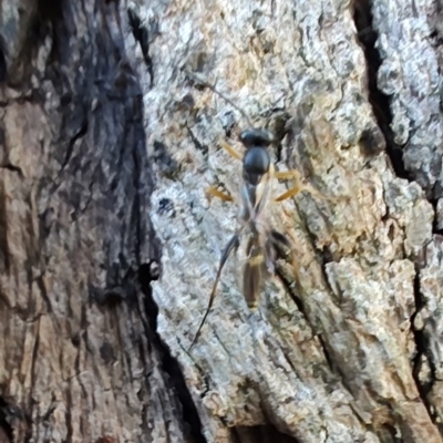 Ichneumonidae (family) at Rangeville, QLD - 2 Sep 2024 by LyndalT