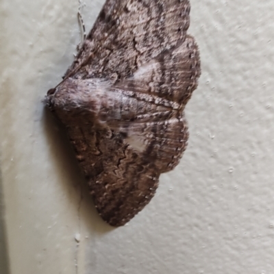 Unidentified Geometer moth (Geometridae) at Tenterfield, NSW - 2 Sep 2024 by LyndalT