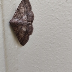 Eudesmeola lawsoni at Tenterfield, NSW - 2 Sep 2024 10:53 AM