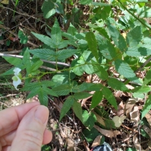 Rubus rosifolius var. rosifolius at Mares Run, NSW - 1 Sep 2024