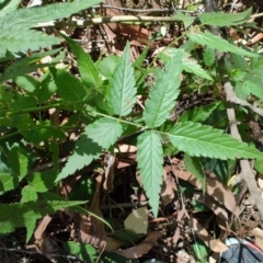 Rubus rosifolius var. rosifolius at Mares Run, NSW - 1 Sep 2024