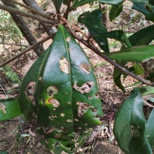 Pittosporum sp. at Mares Run, NSW - 1 Sep 2024 11:38 AM