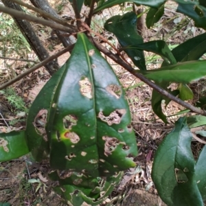 Pittosporum sp. at Mares Run, NSW - 1 Sep 2024