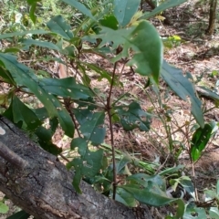 Pittosporum sp. at Mares Run, NSW - 1 Sep 2024 11:38 AM