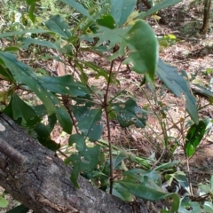 Pittosporum sp. at Mares Run, NSW - 1 Sep 2024