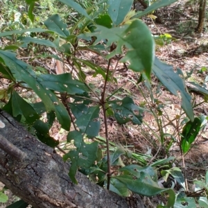 Pittosporum sp. at Mares Run, NSW - 1 Sep 2024