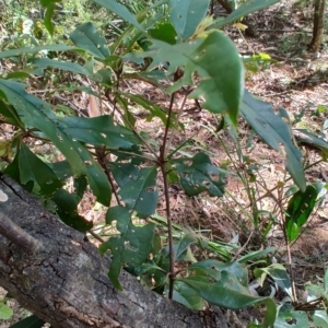 Pittosporum sp. at Mares Run, NSW - 1 Sep 2024 11:38 AM