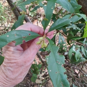 Pittosporum sp. at Mares Run, NSW - 1 Sep 2024 11:38 AM