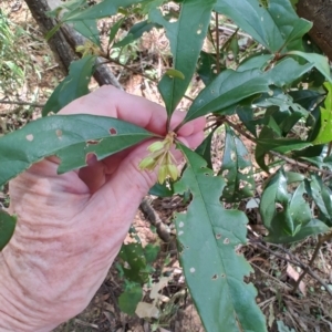 Pittosporum sp. at Mares Run, NSW - 1 Sep 2024