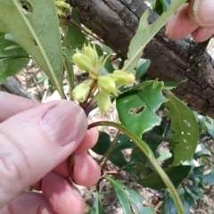 Pittosporum sp. at Mares Run, NSW - 1 Sep 2024