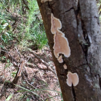 Unverified Other fungi on wood at Mares Run, NSW - 1 Sep 2024 by LyndalT